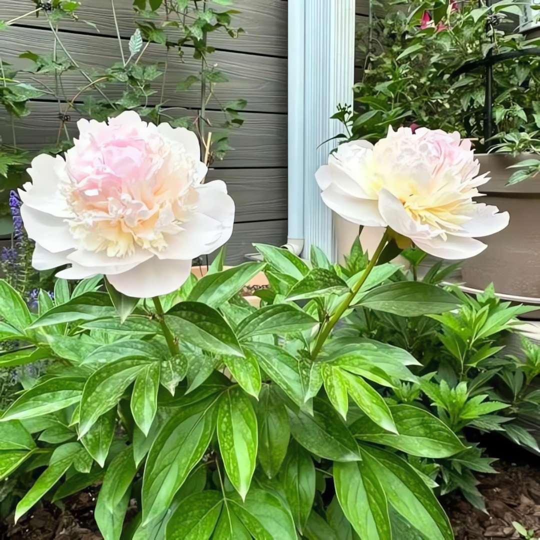 The Queen of Flowers - Peony Flower