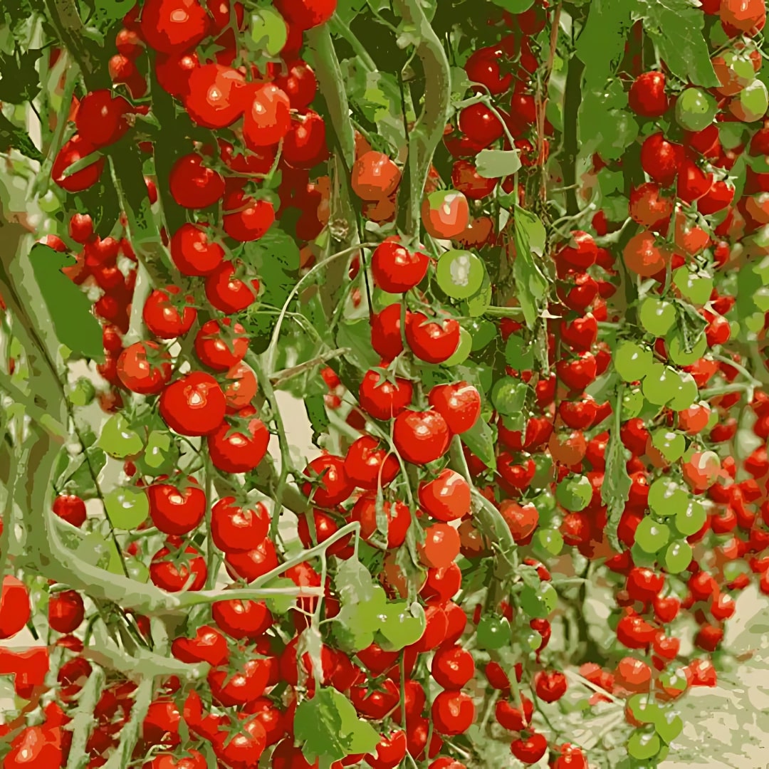 Waterfall Tomato Seeds