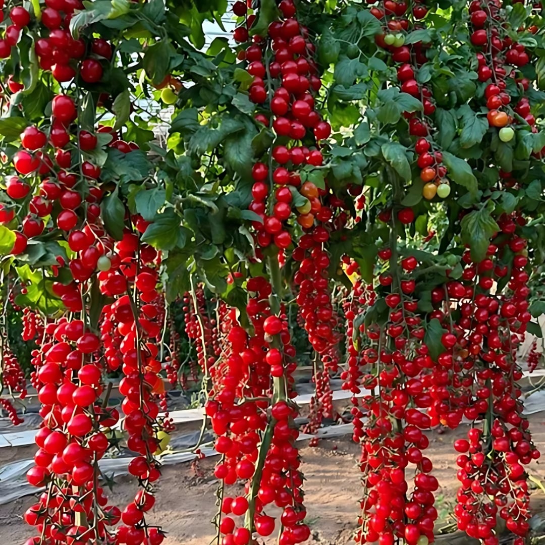 Waterfall Tomato Seeds
