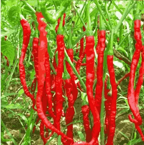 Premium Hybrid Chili Seeds