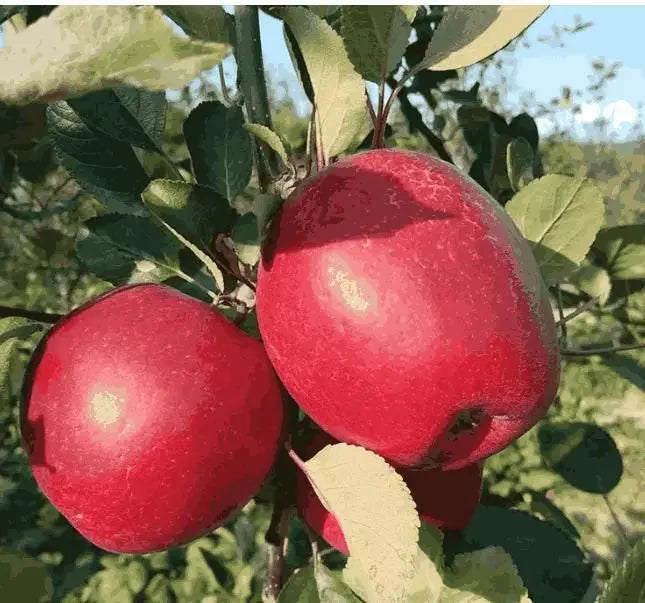 Organic Red Apple Seeds