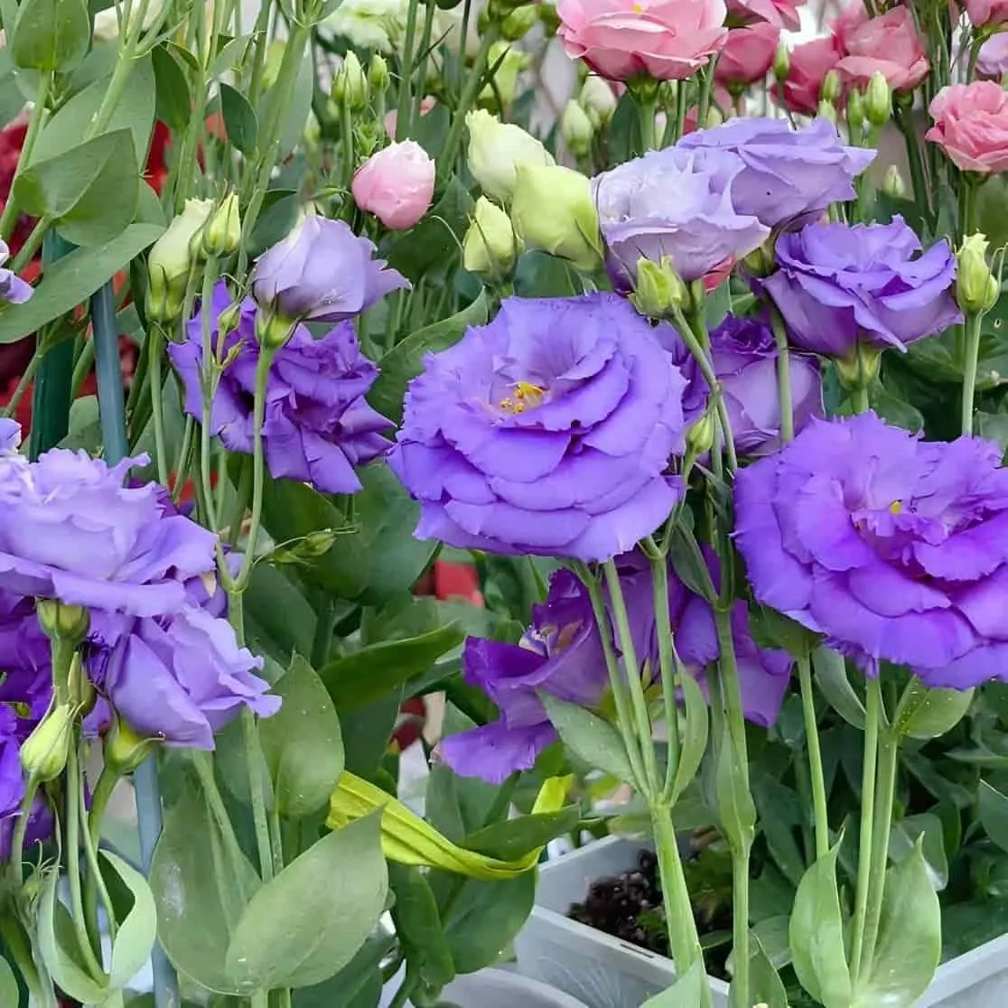 Elegant Lisianthus Flower Seeds