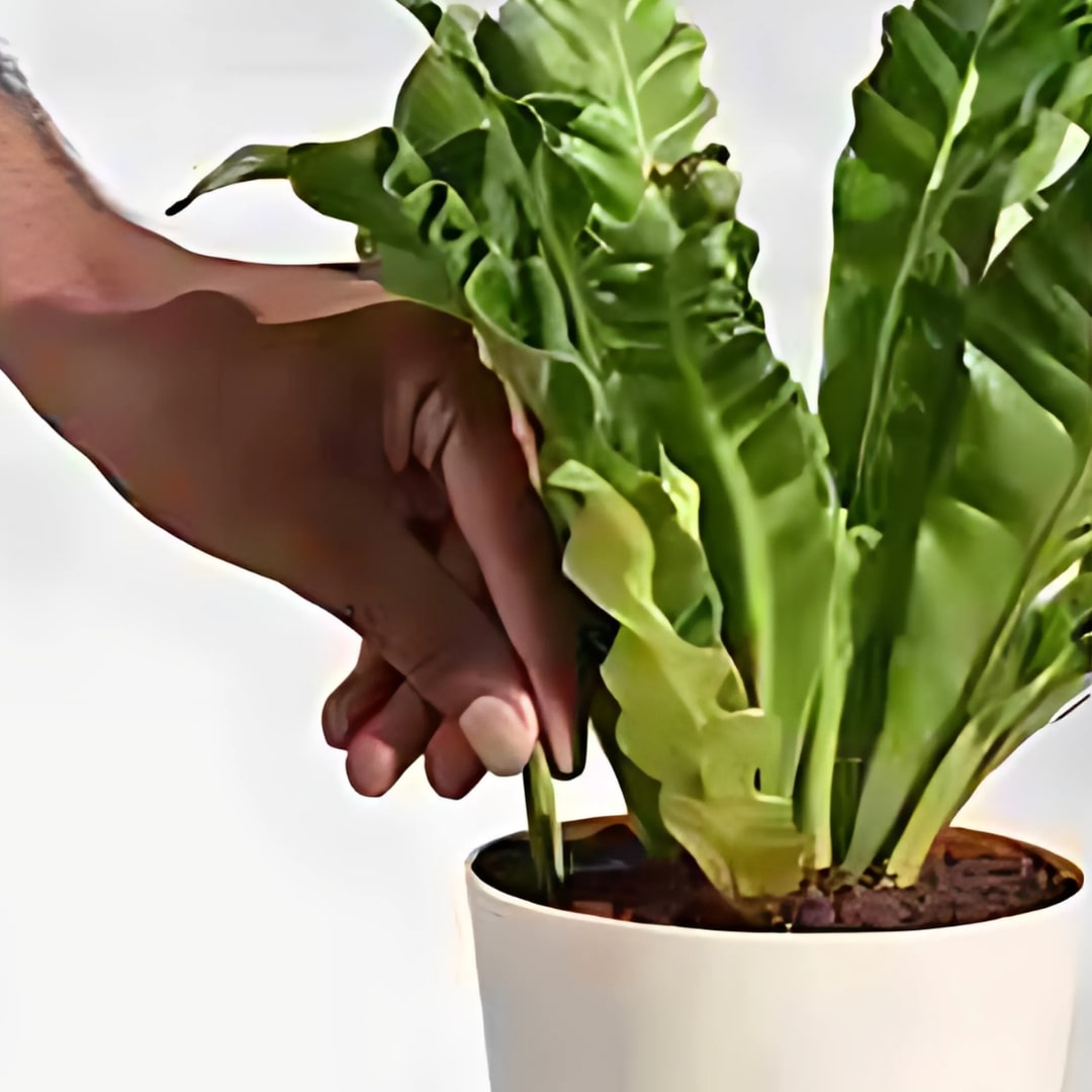 Plant Grow Fertilizer Sticks (Pack of 2)