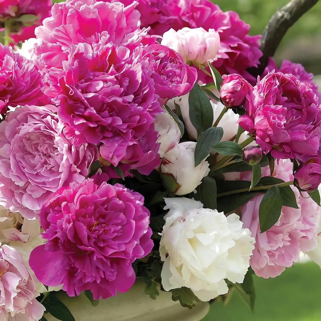 The Queen of Flowers - Peony Flower