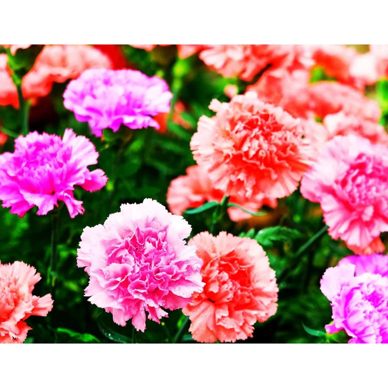 Carnation Mix Seeds