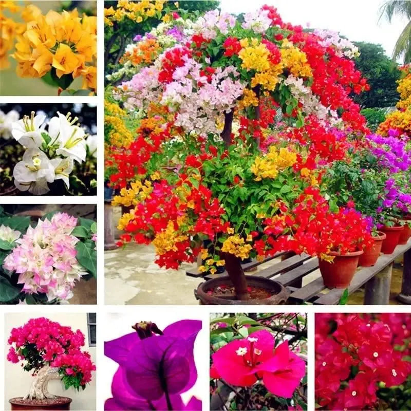 Mixed Color Bougainvillea Seeds