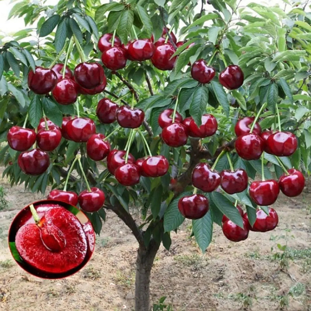 Rainier Cherry Seeds Pack