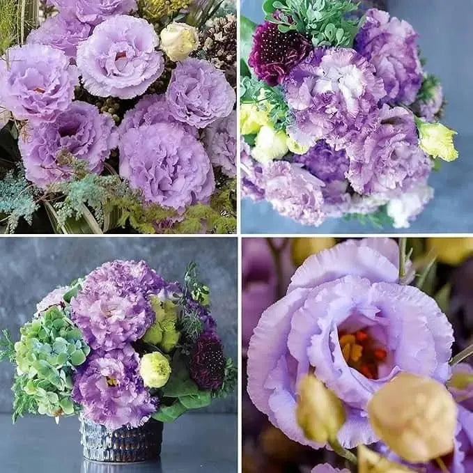 Elegant Lisianthus Flower Seeds