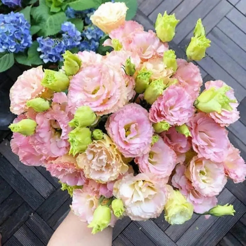 Elegant Lisianthus Flower Seeds