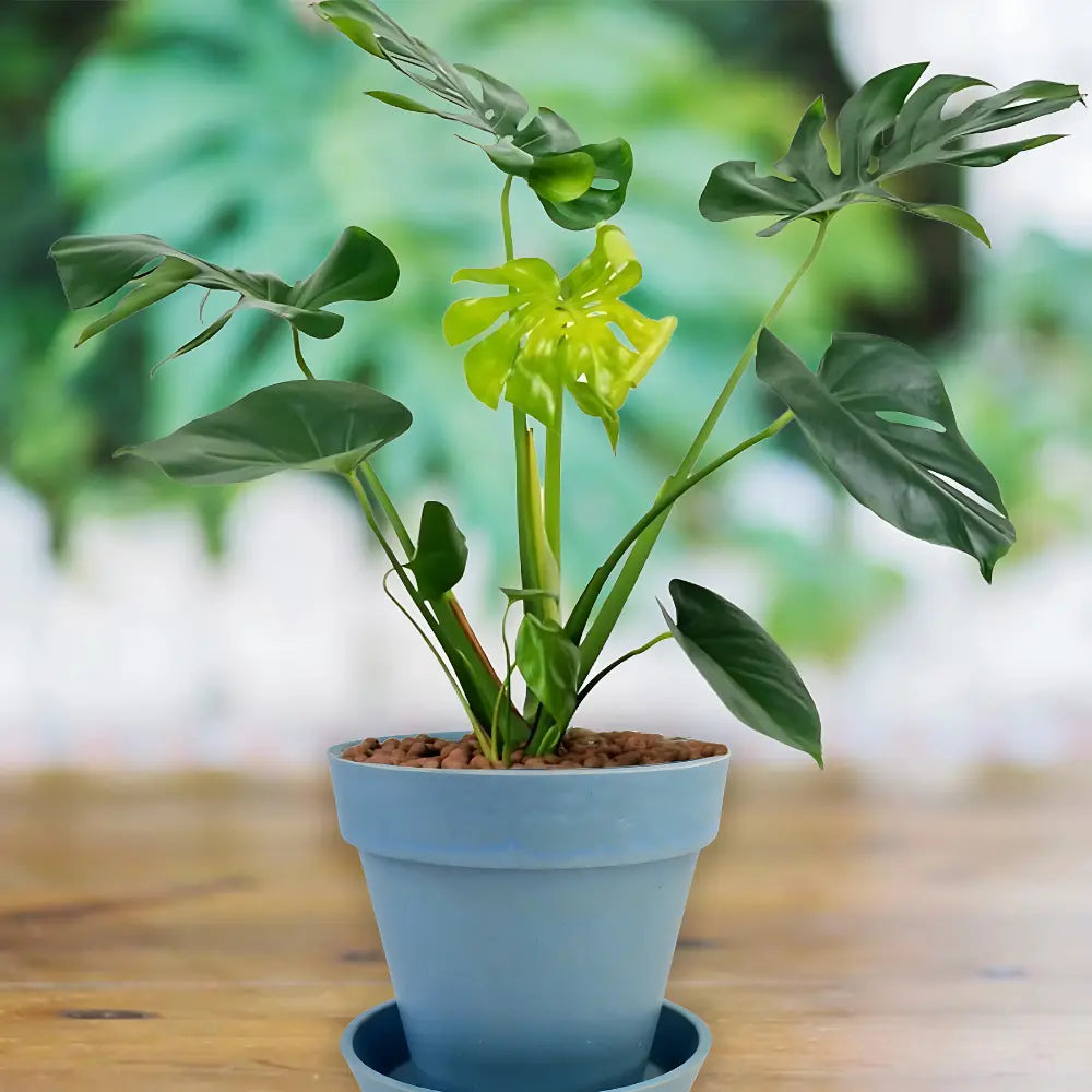 Heavy Plastic Flower Pots With Tray