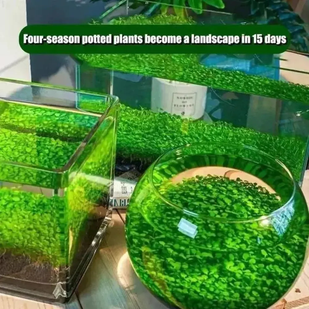 Aquarium plant seeds - home essentials