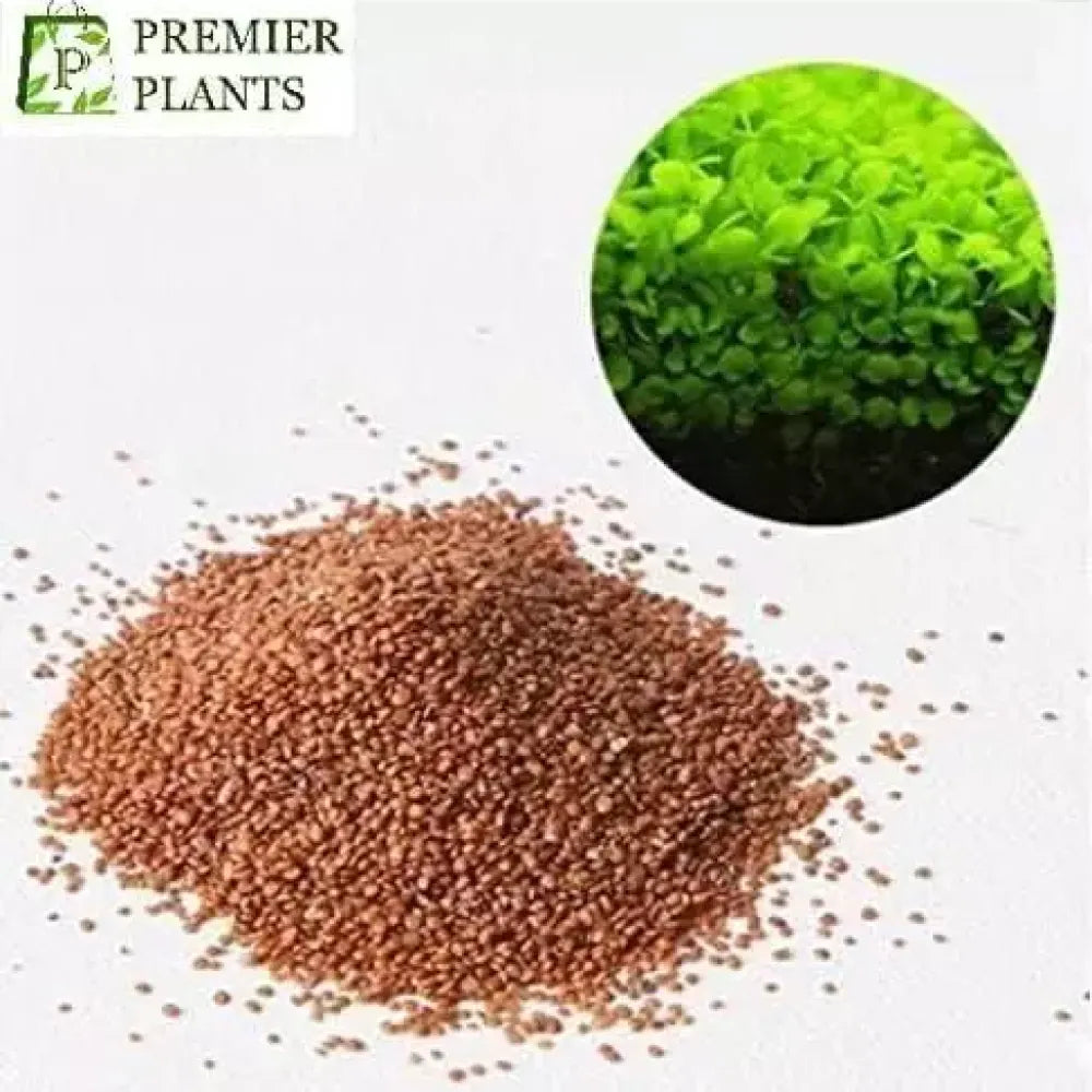 Aquarium plant seeds - home essentials