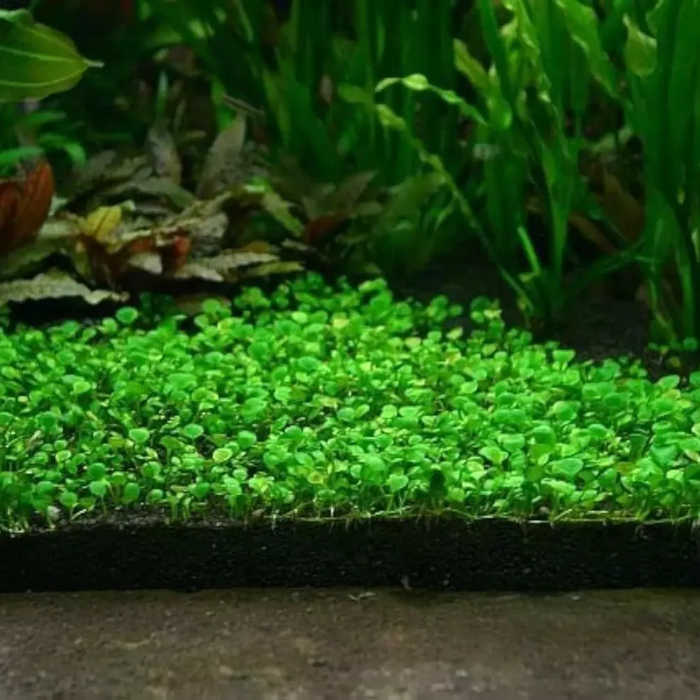 Aquarium plant seeds - home essentials