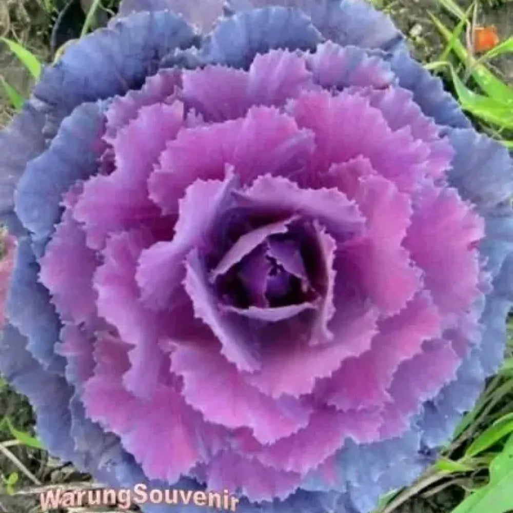 Autumn kale mix seeds - gardening