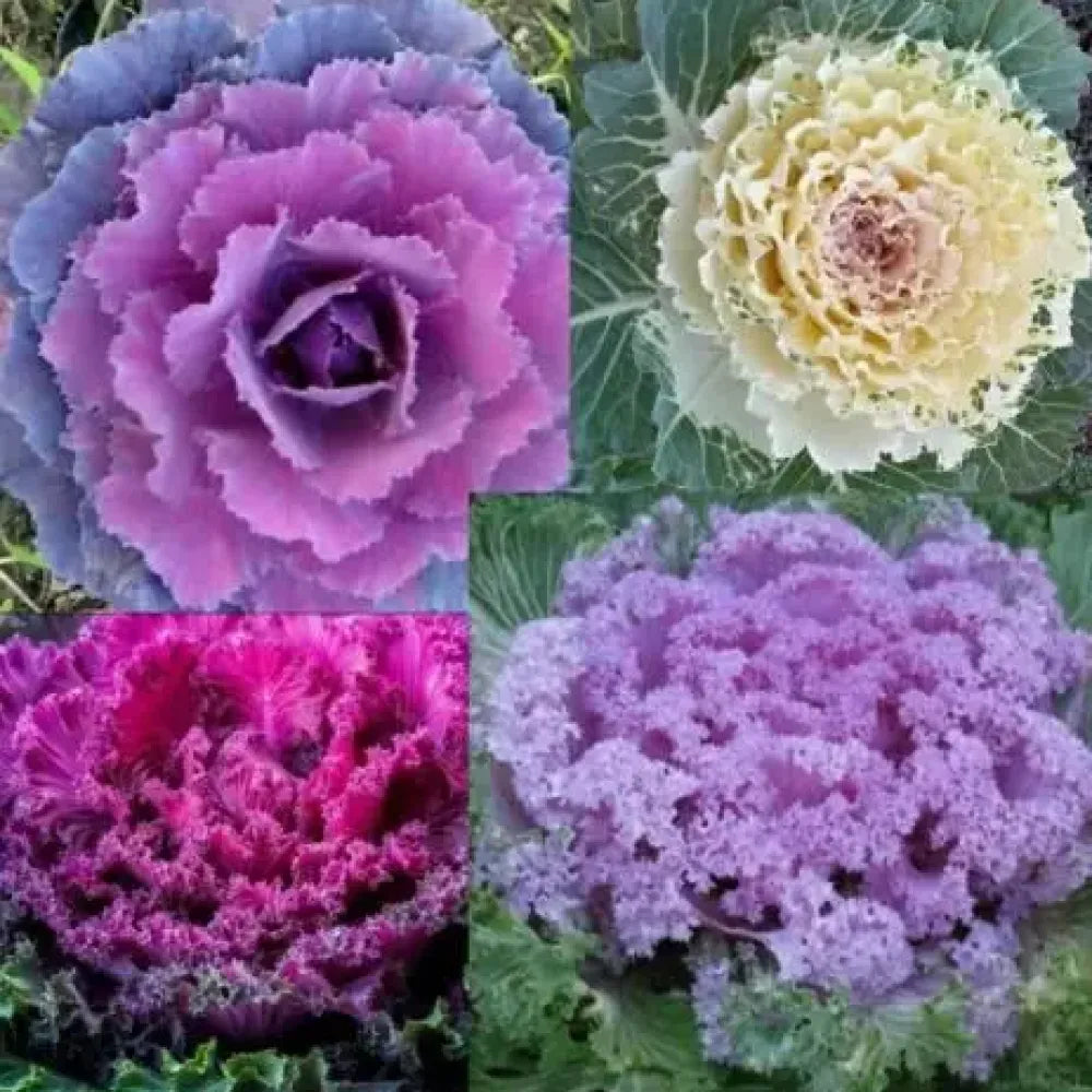 Autumn kale mix seeds - gardening