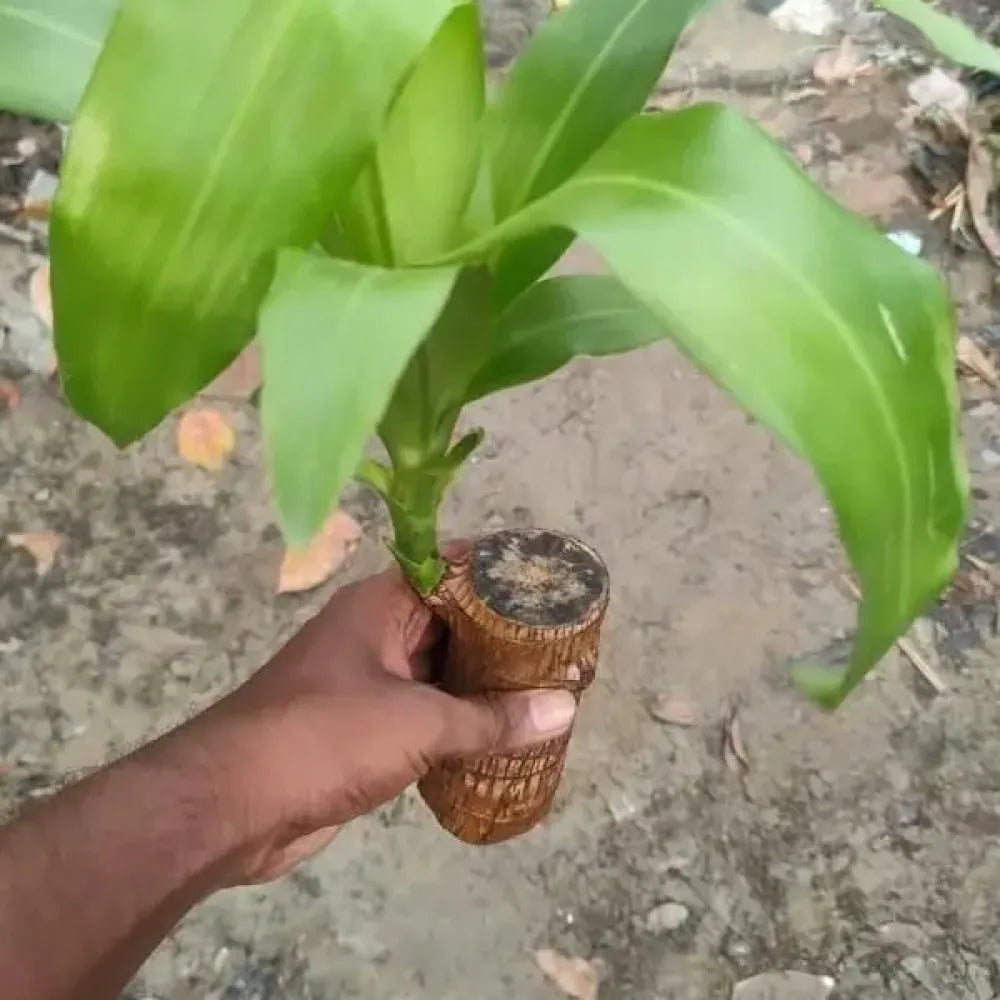 Brazilian lucky wood plant - gardening
