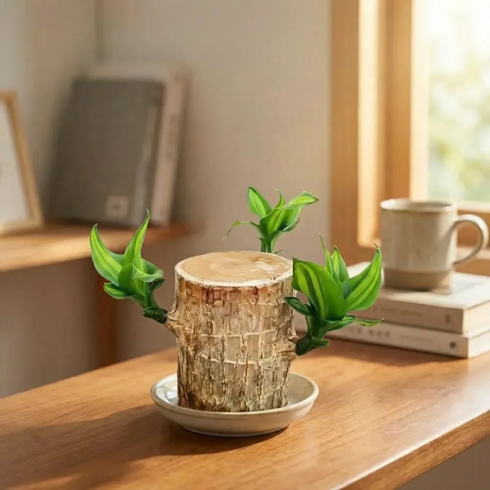 Brazilian lucky wood plant - gardening
