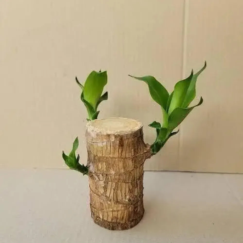 Brazilian lucky wood plant - gardening