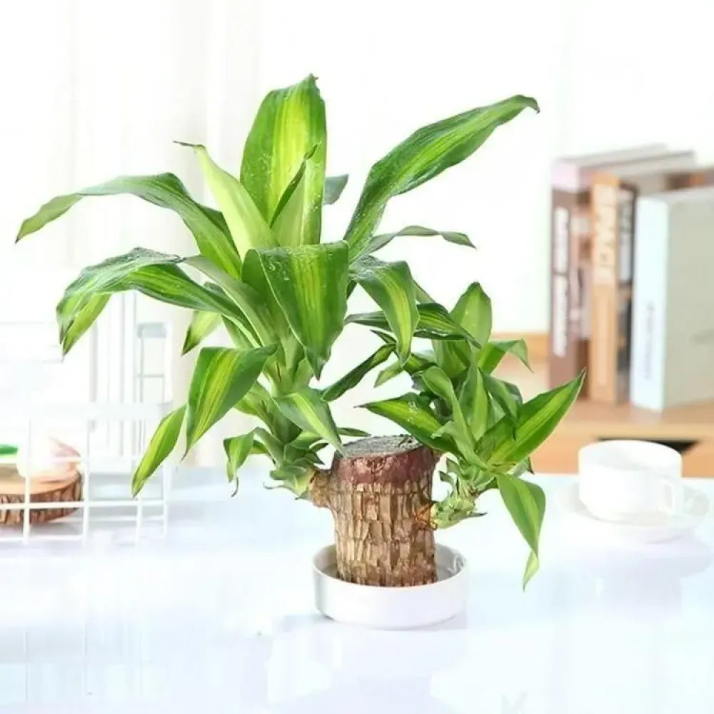 Brazilian lucky wood plant - gardening