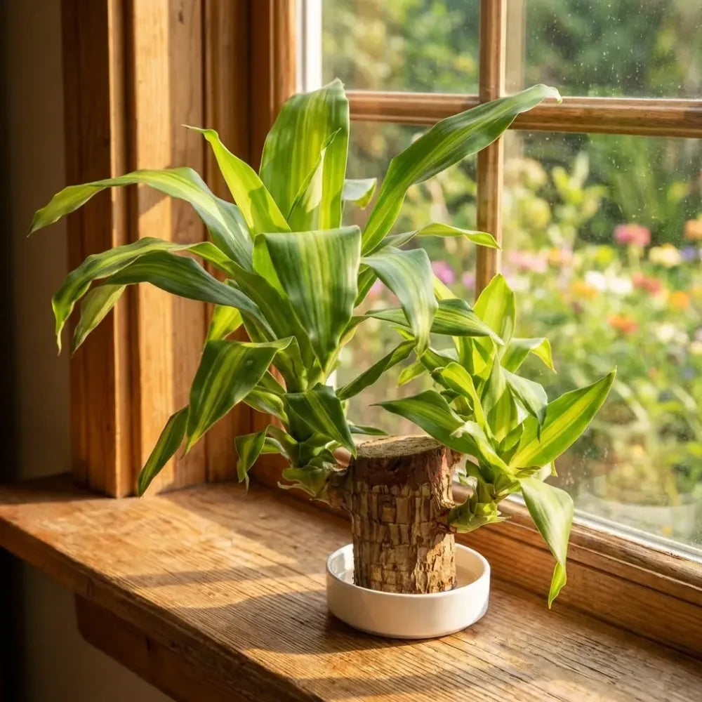 Brazilian lucky wood plant (pack of 2)