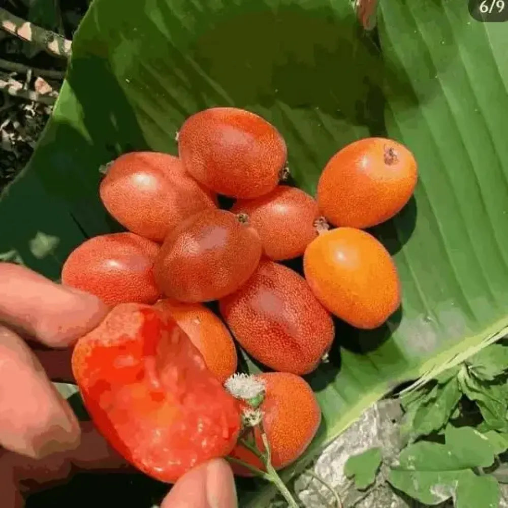 Buddha lantern fruit seeds - gardening