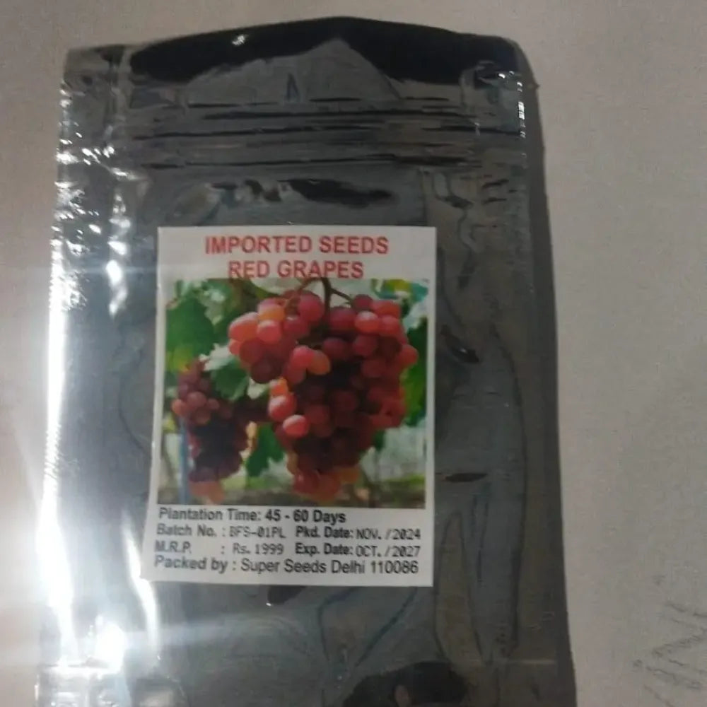 Buddha lantern fruit seeds - gardening