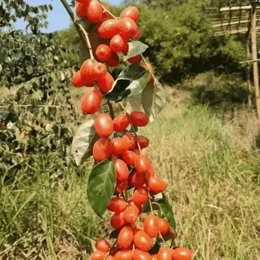 Buddha lantern fruit seeds - gardening