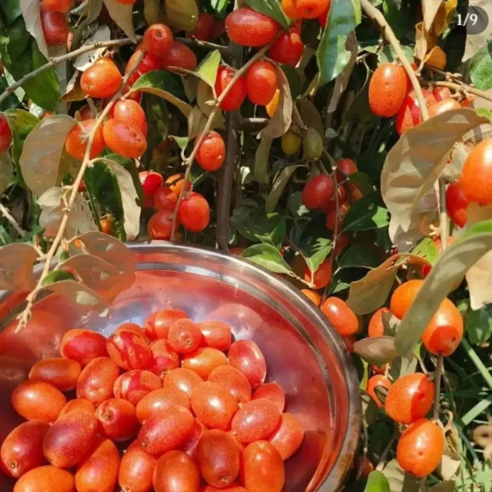 Buddha lantern fruit seeds - gardening