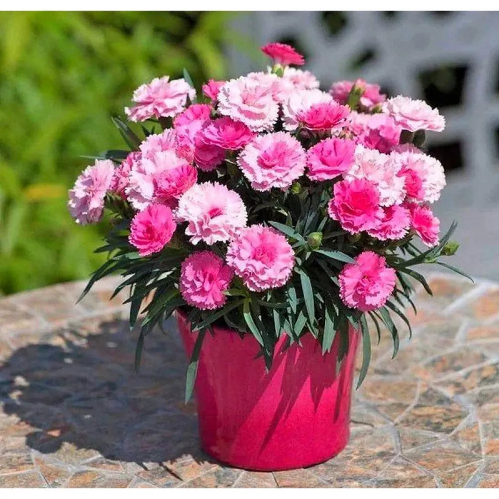 Carnation mix seeds - home essentials