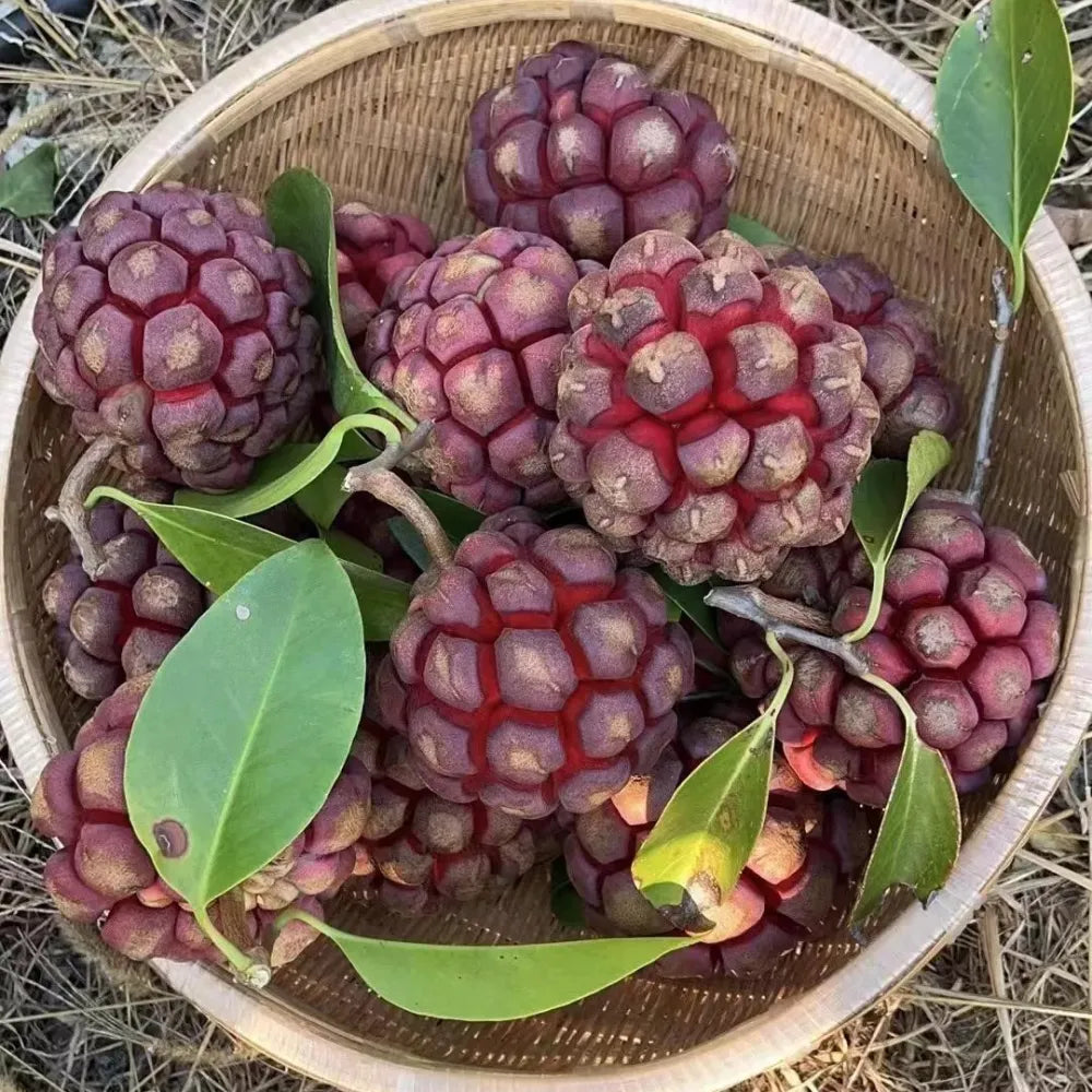 Devil fruit fantasy seeds