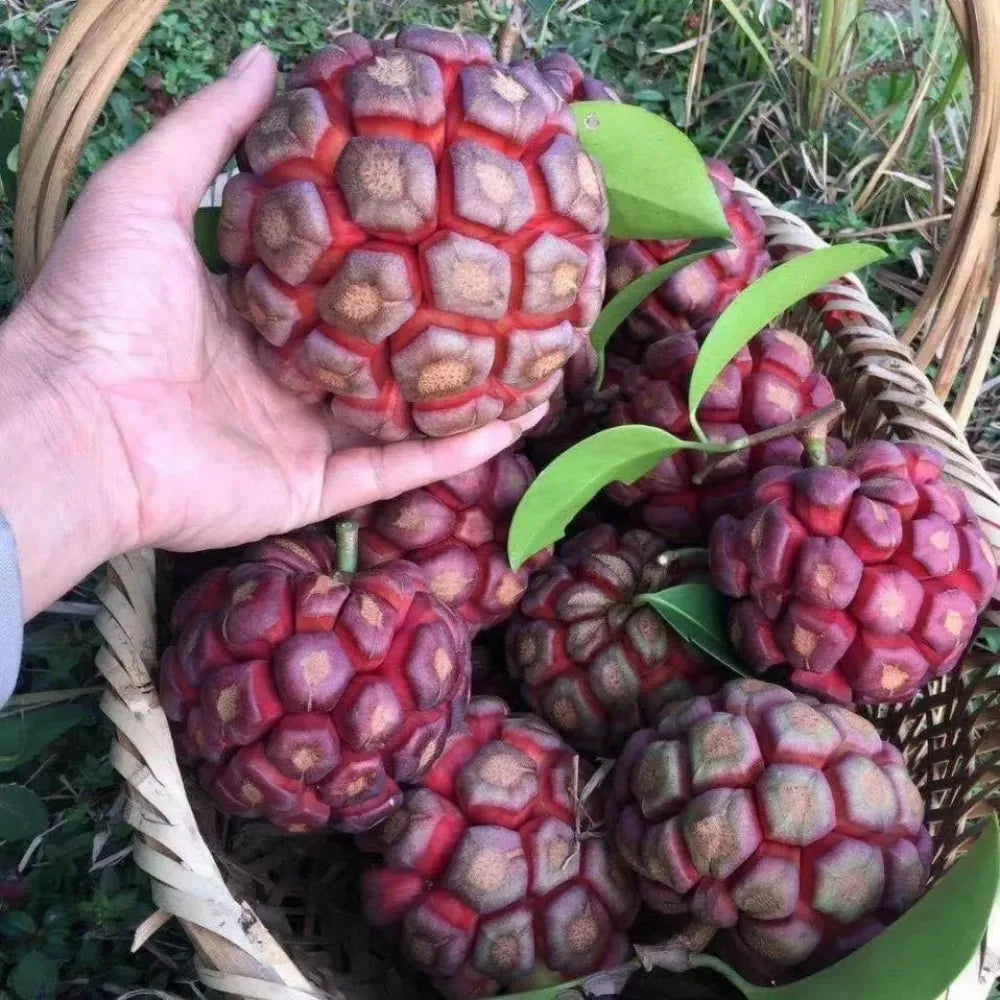 Devil fruit fantasy seeds