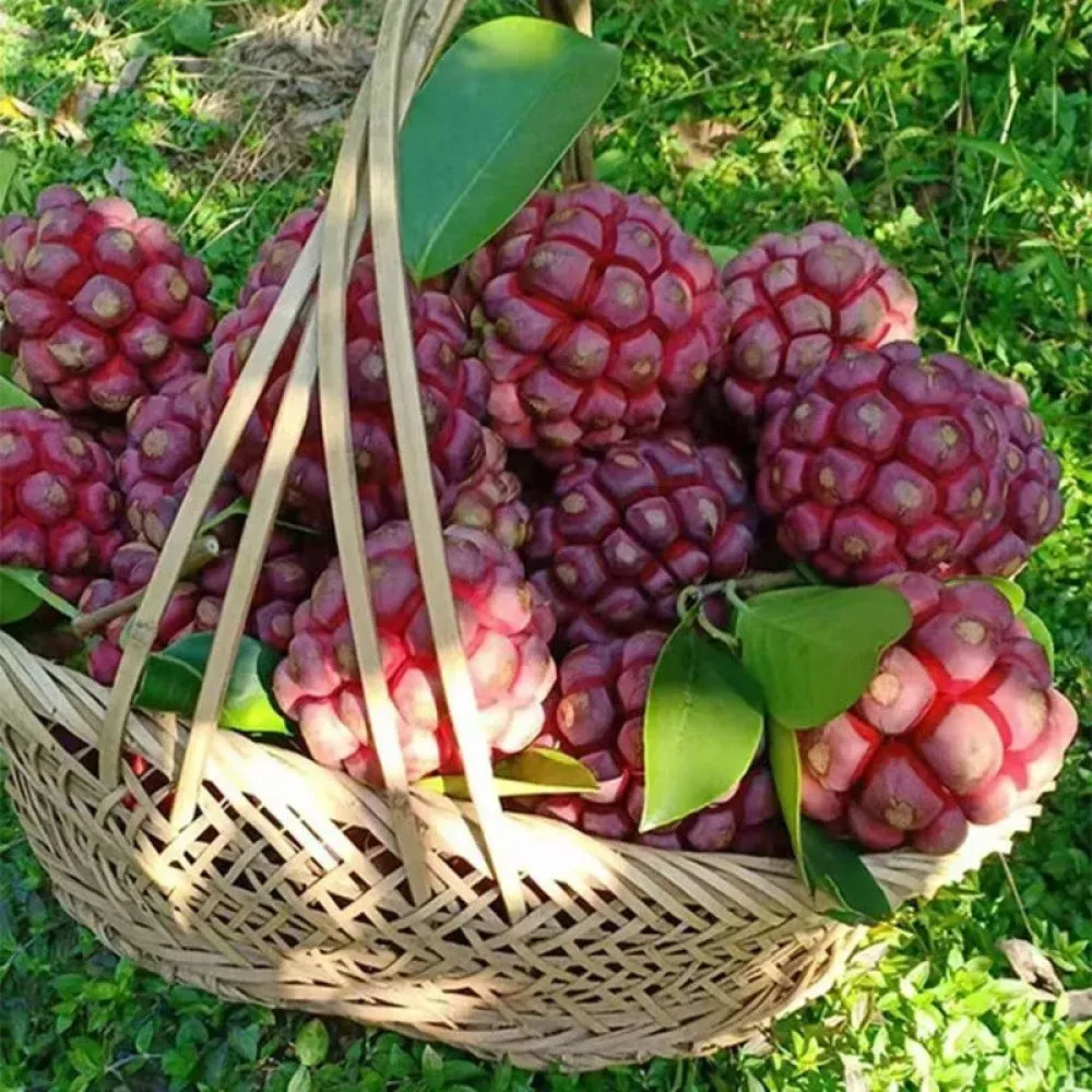 Devil fruit fantasy seeds