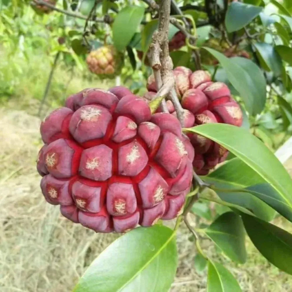 Devil fruit fantasy seeds