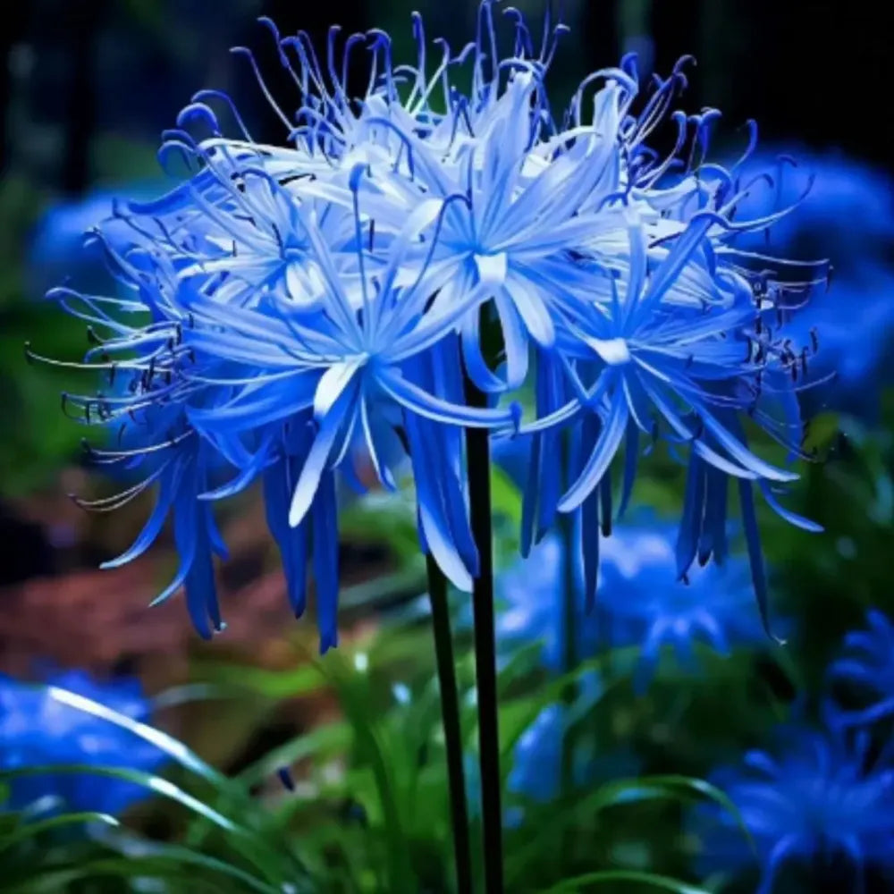 Equinox lily flower seeds - gardening