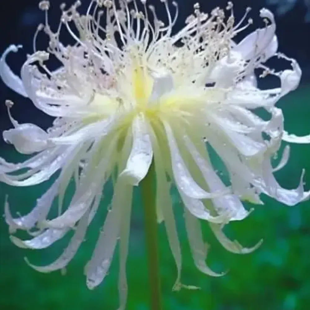 Equinox lily flower seeds - gardening
