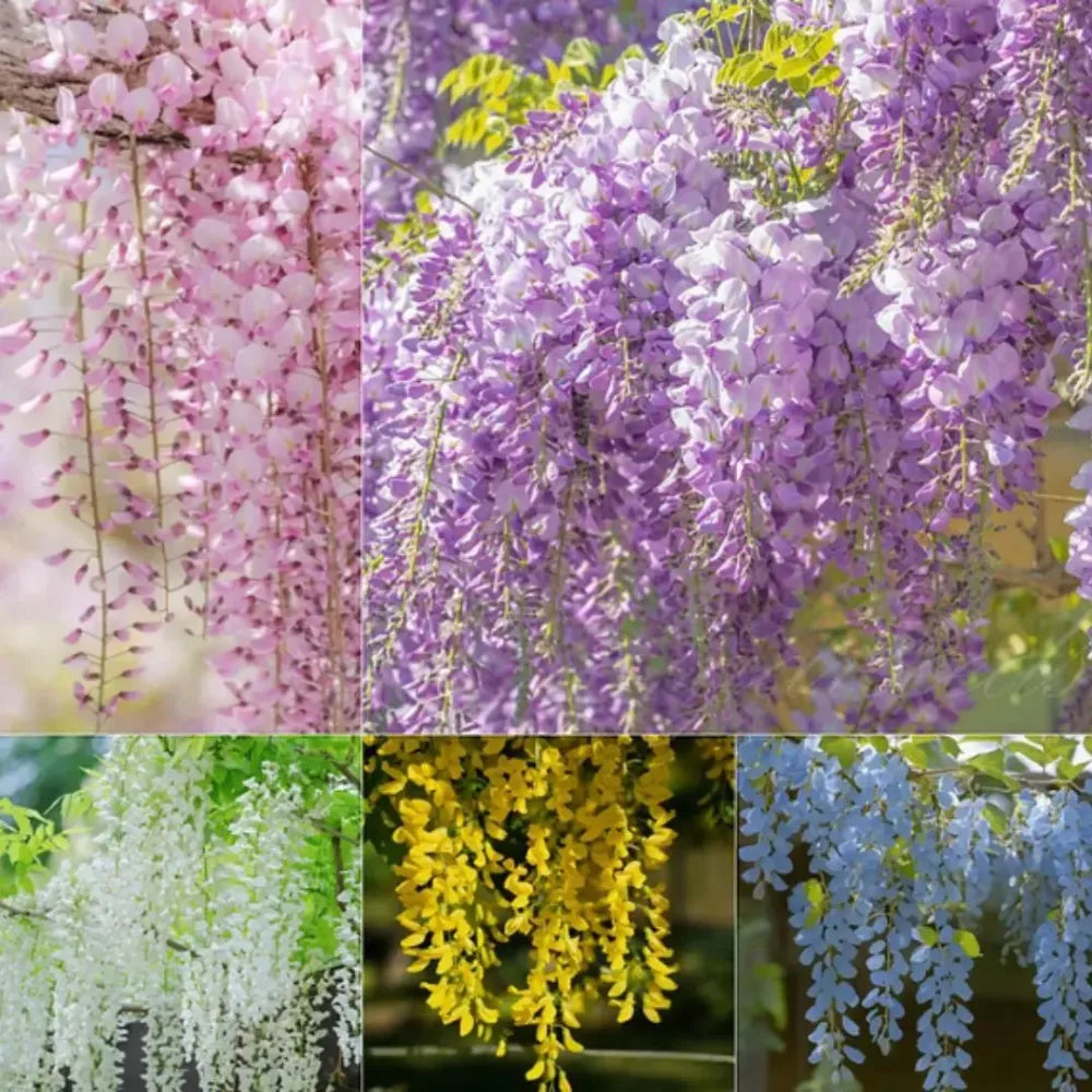 Ever-blooming cascade flowers - gardening