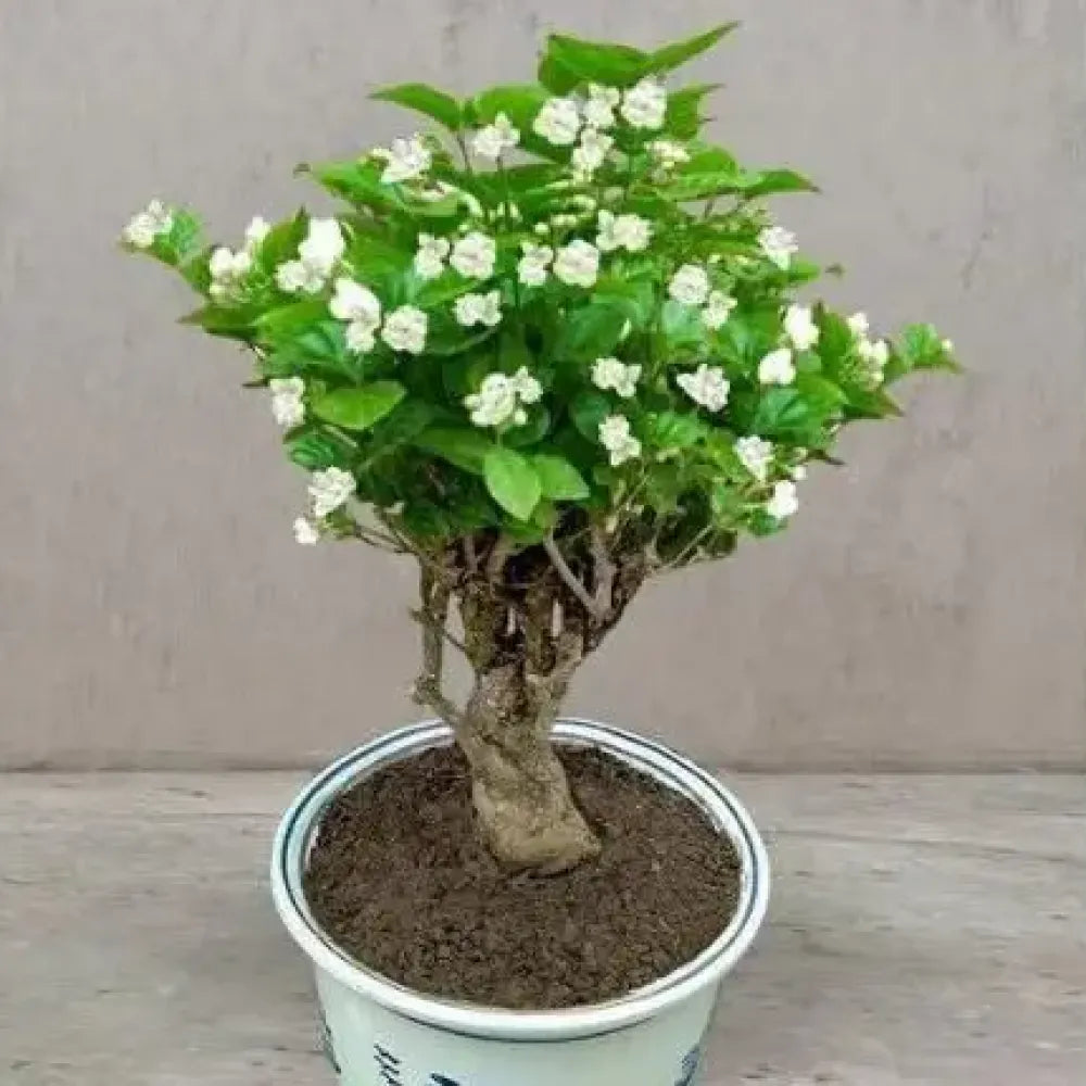 Fragrant double jasmine seeds - gardening