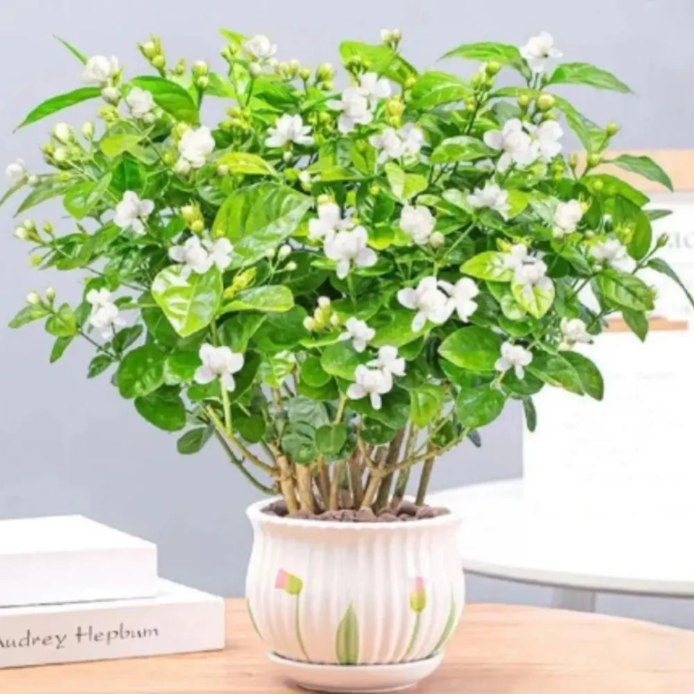 Fragrant double jasmine seeds - gardening
