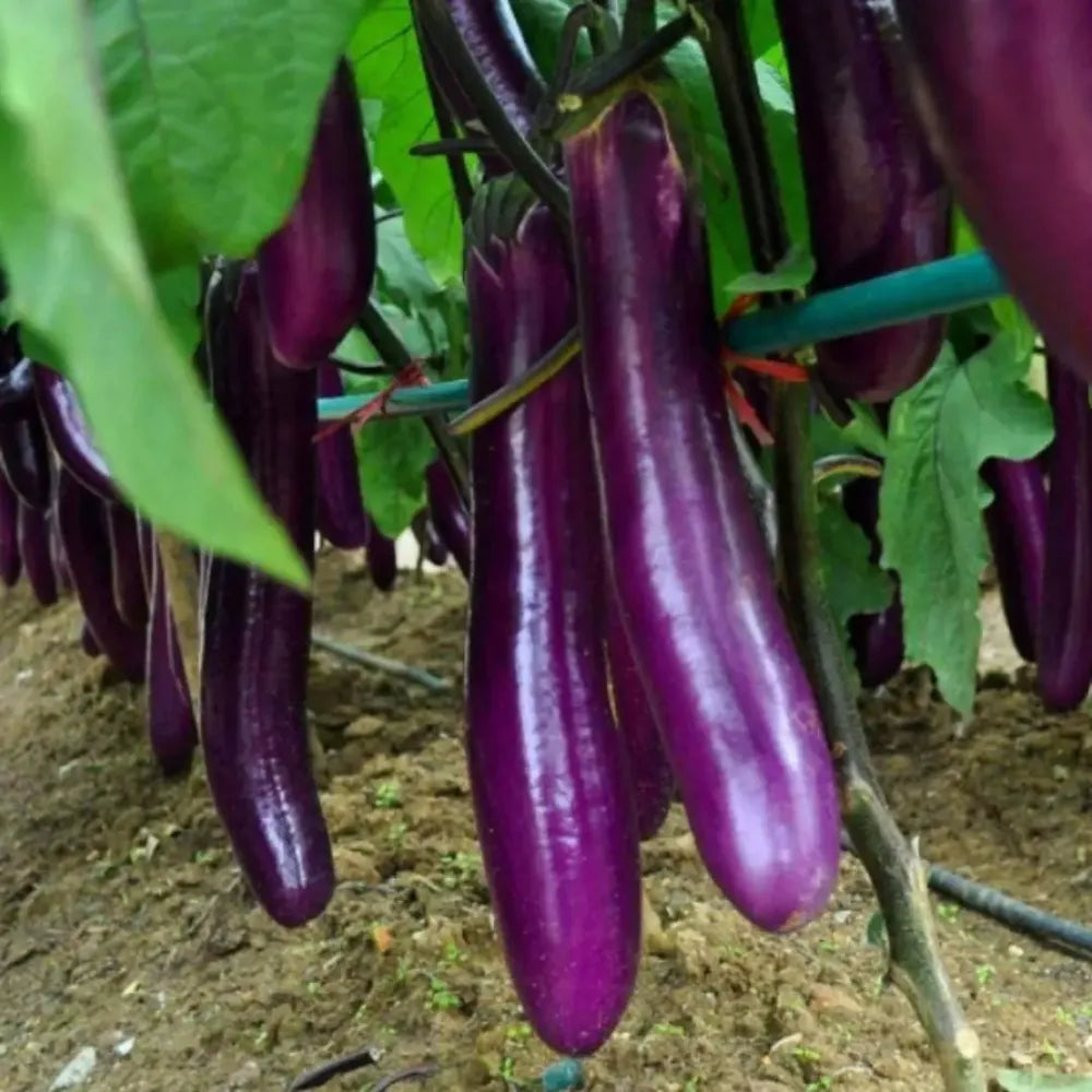 Giant eggplant seeds - gardening