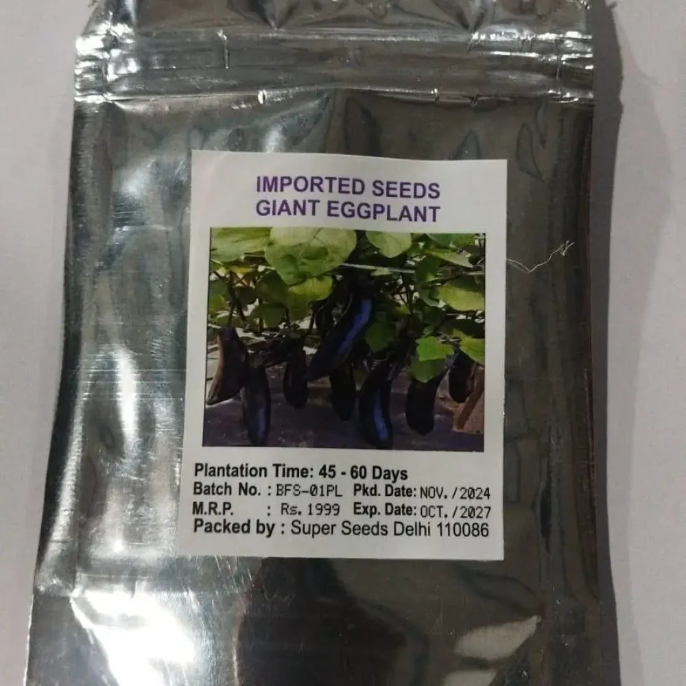 Giant eggplant seeds - gardening
