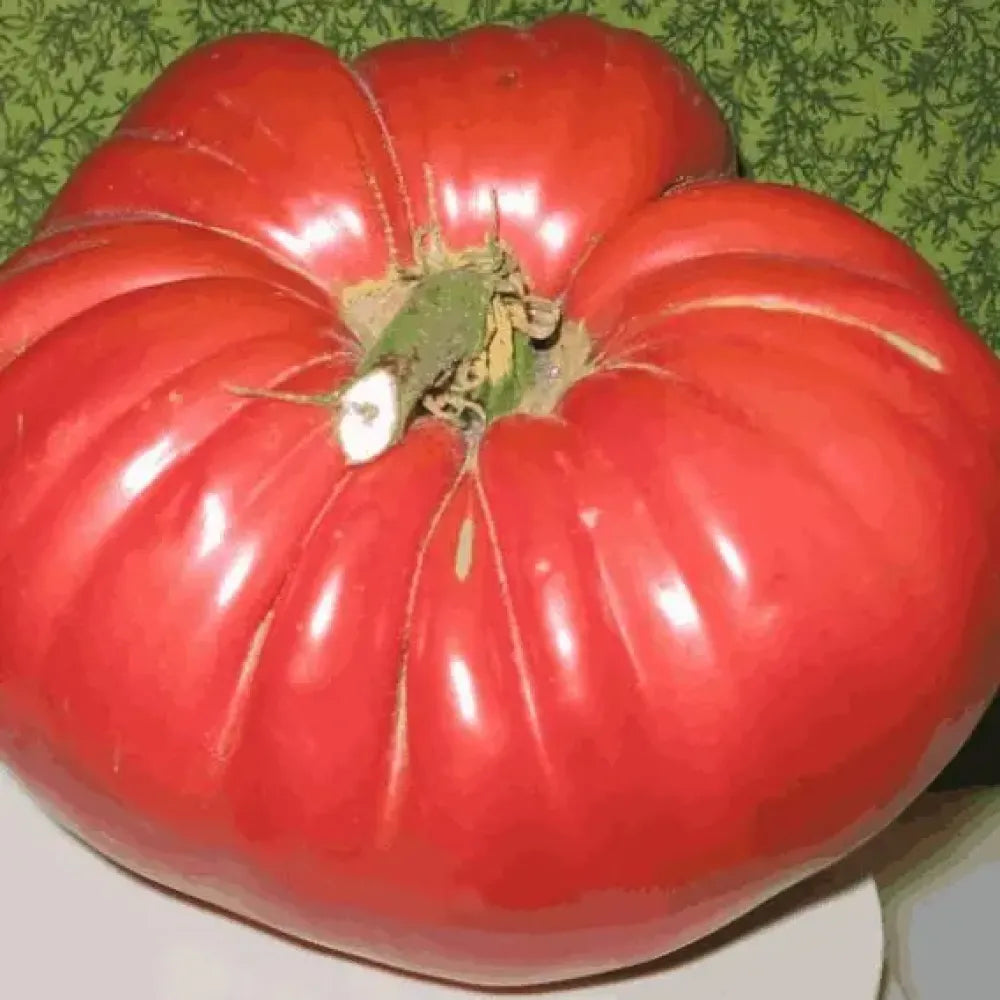 Giant tomato seed pack - gardening