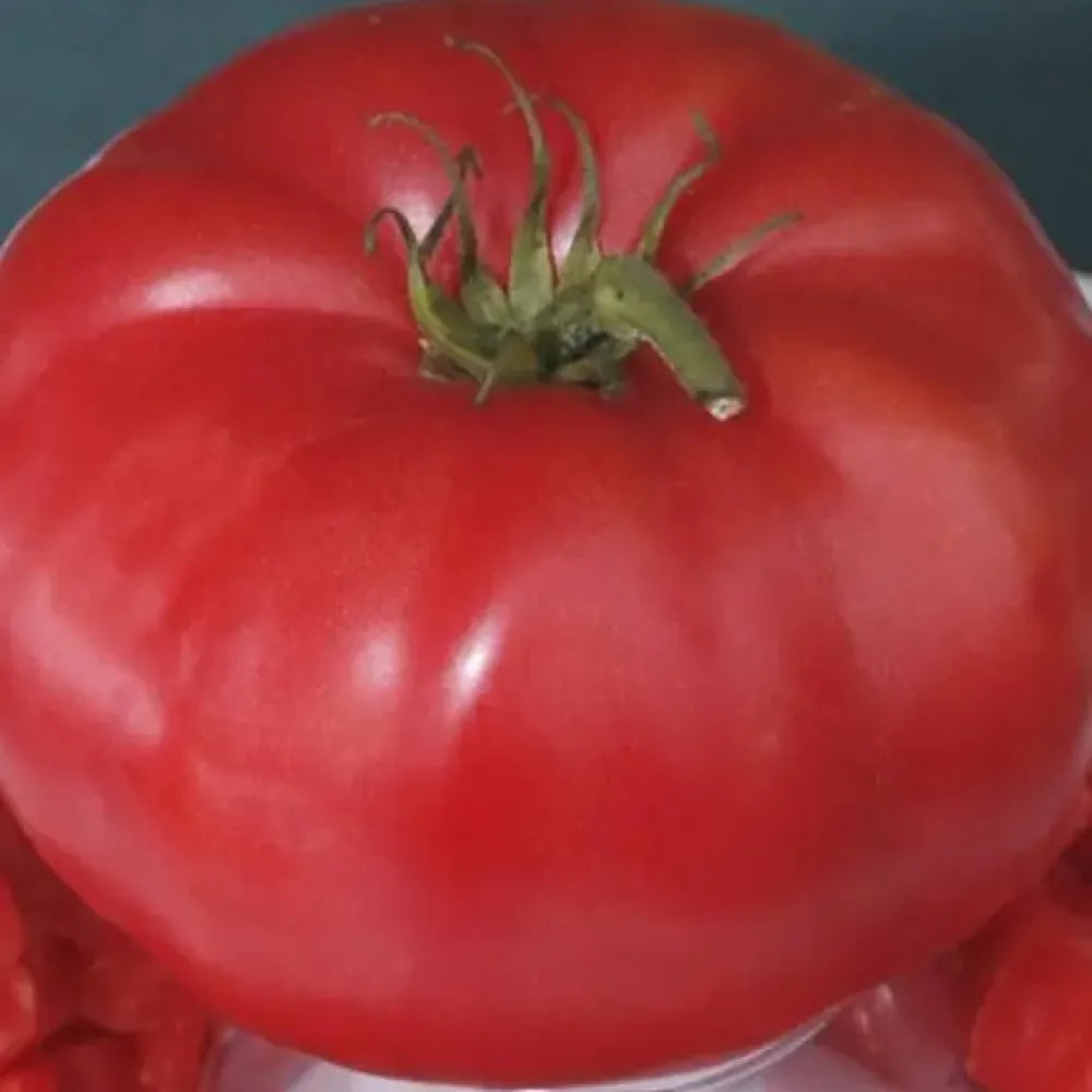 Giant tomato seed pack - gardening