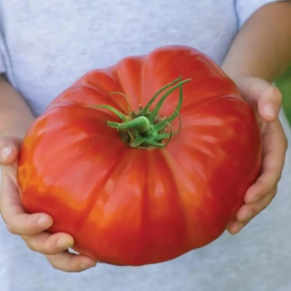 Giant tomato seed pack - gardening
