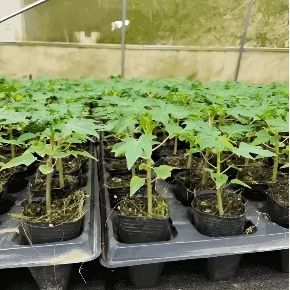 Golden papaya fruit seeds - gardening