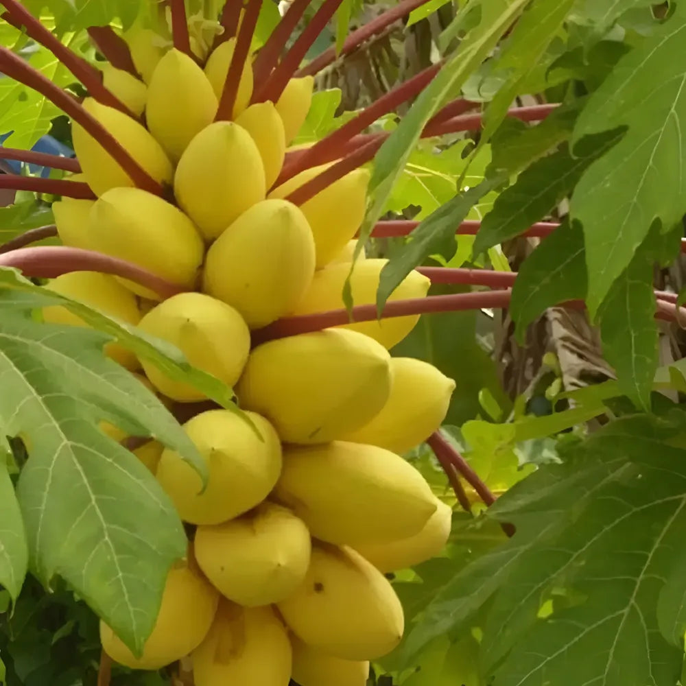 Golden papaya fruit seeds - gardening