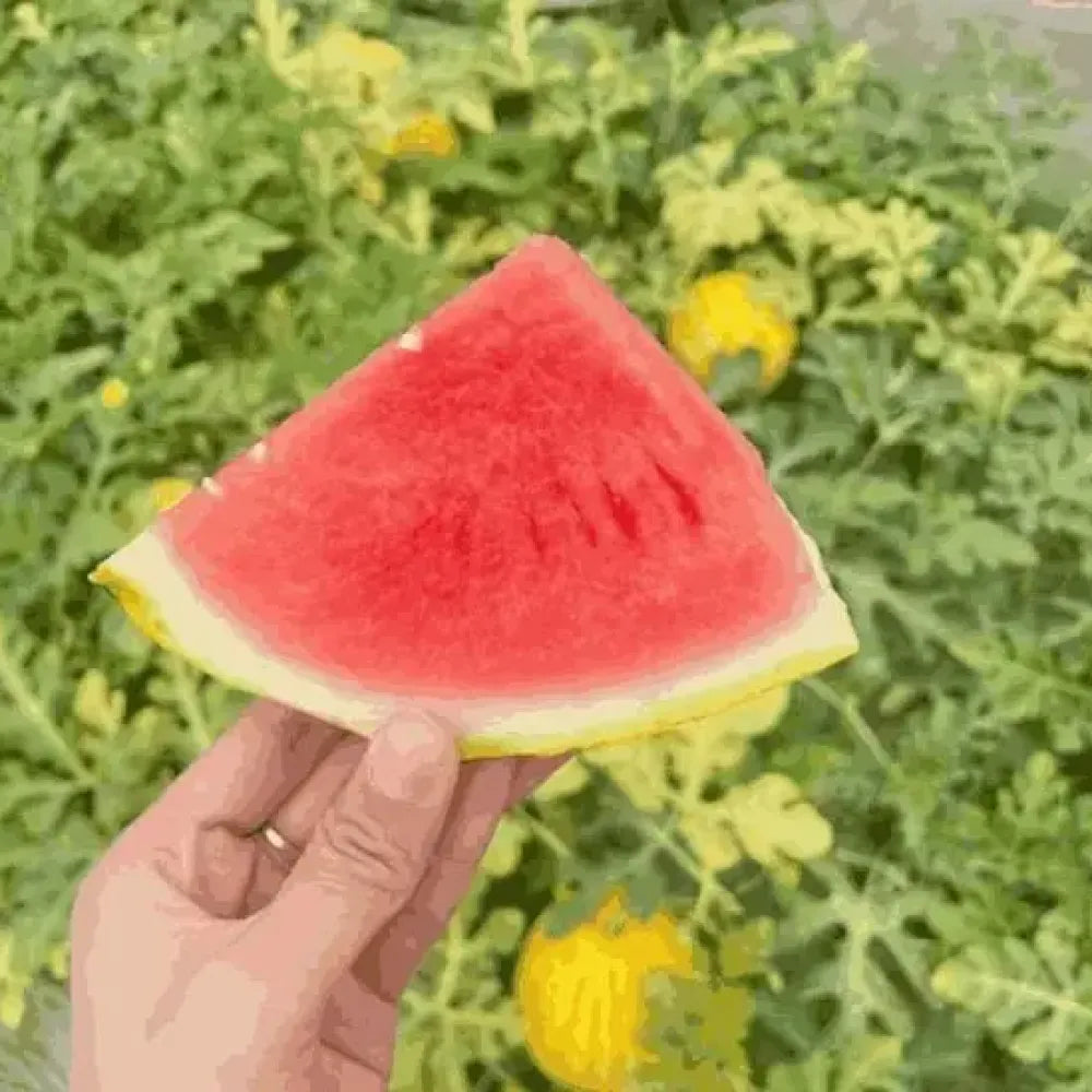 Golden red watermelon seeds - gardening