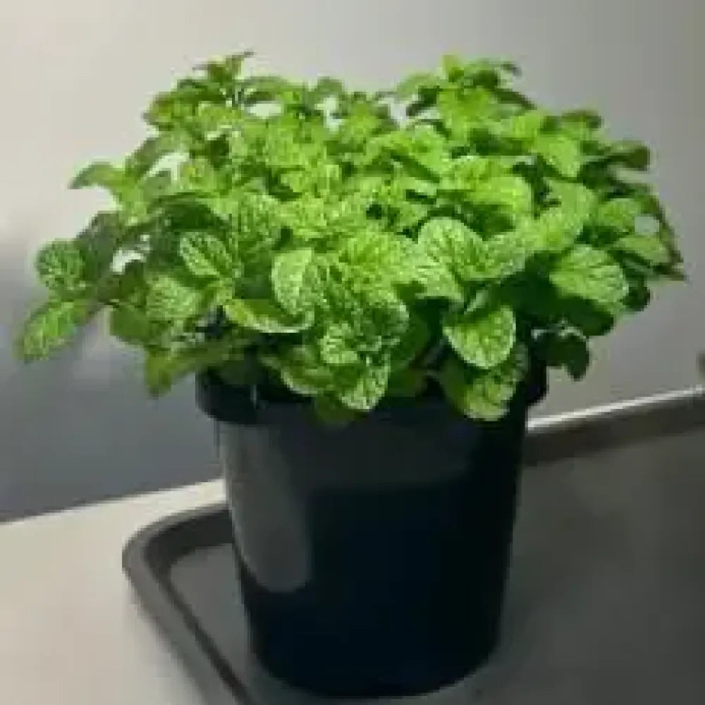 Gourmet ornamental mint seeds - gardening