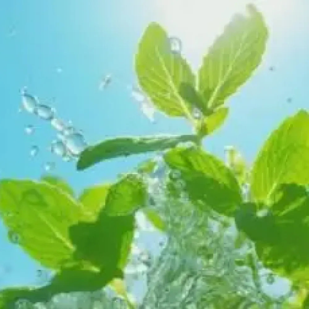 Gourmet ornamental mint seeds - gardening