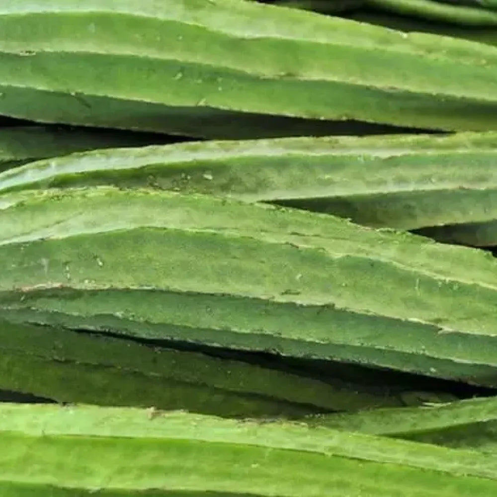 Heirloom luffa gourd seeds - gardening