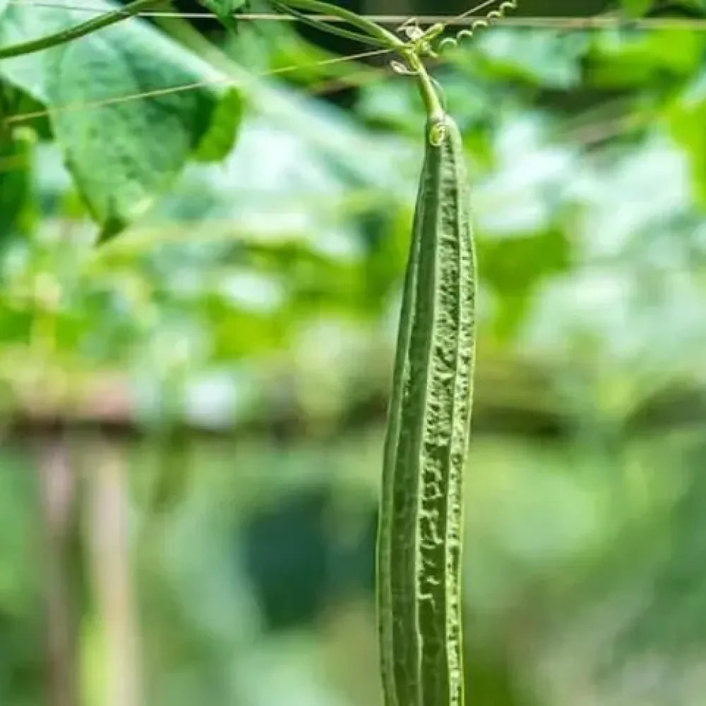 Heirloom luffa gourd seeds - gardening